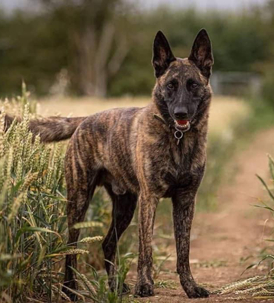 Japenese Knotweed Detection Dog Fenix