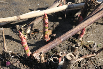 Japanese Knotweed Red shoot buds emerging in early spring