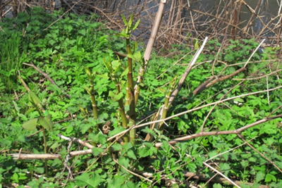 Japanese Knotweed Stems beginning to grow and produce leaves in late spring